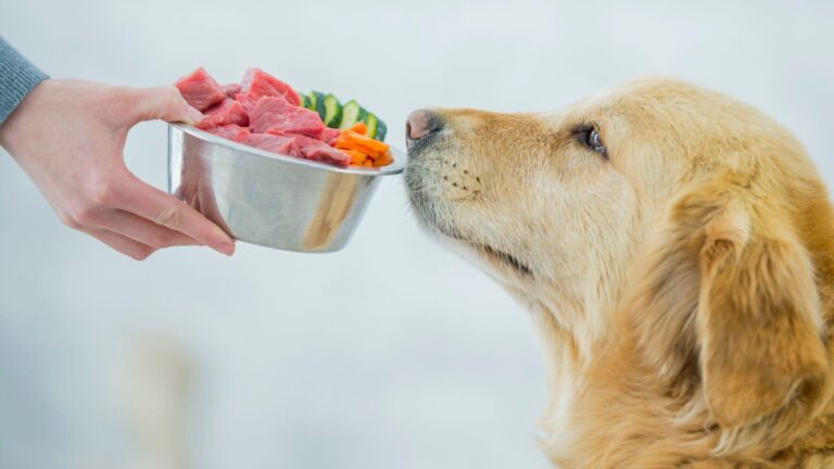 How to Maintain A Healthy Dog Weight?